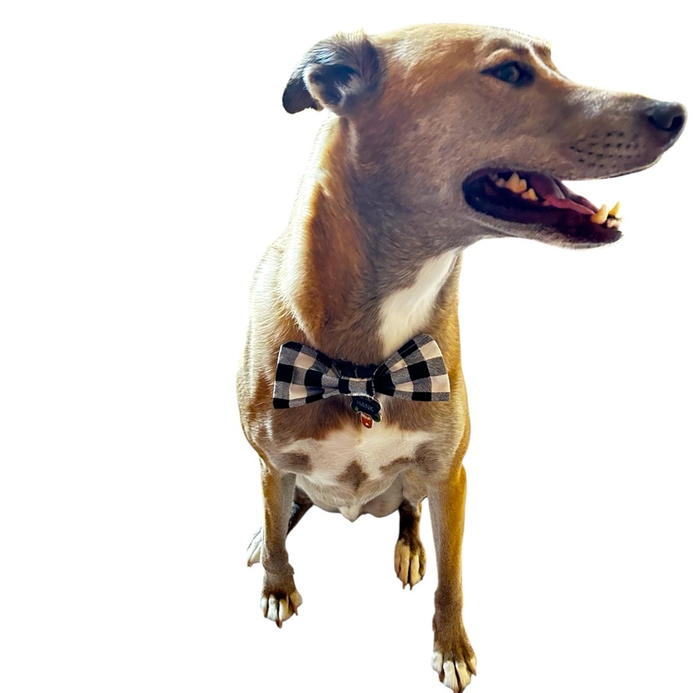 Hand Crafted Black Plaid Dog Bow Tie Cotton Collar Attachable 6” Accessory - Picture 3 of 10